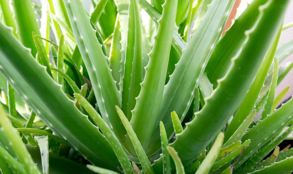 Organic and Preservative-Free Aloe Vera