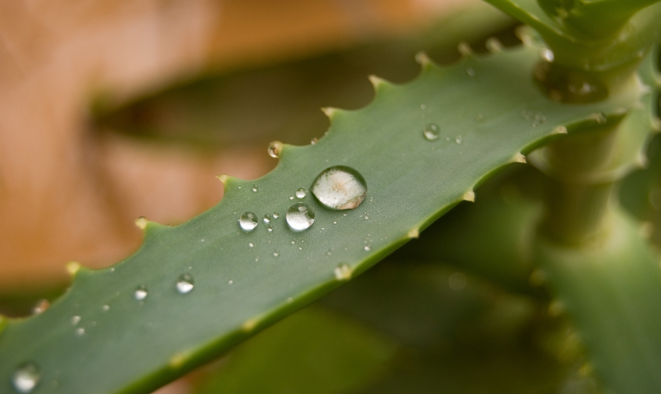 Risk and warnings when using aloe on tattoo