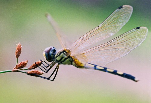 Dragonfly has a various meaning
